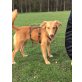 TASHA, TASHA - 7 Mon., auf Pflegestelle in 22763 HH - Hündin