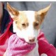 TASIA - Ubeda, Podenco-Andaluz - kastriert - Hündin