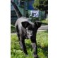 TASSO, Labradormix - Rüde