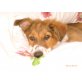 TATTOO, Beagle/Aussie + Collie-Mix Welpen - Hündin
