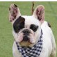 TATU - Linares, Franz. Bulldogge, kastriert - Rüde