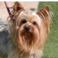 TAY - Linares, Yorkshire-Terrier, kastriert - Hündin