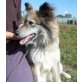 TAYA, unkompl.Wasserratte sucht Familie - Hündin