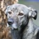 TAYRA, Mix, kastriert, geb. 18.08.2009 - Hündin