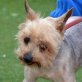 TAYSSON - Linares, Yorkshire-Terrier, unkastriert - Rüde