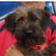 TECKY - Ubeda - kastriert, Terrier-Rauhaardackel-Mischling - Rüde