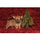 TEDDY, Chihuahua langhaariger Schlag Welpen - Rüde