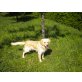 TEDDY, Golden Retriever - Rüde