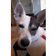 TEDDY , Jack Russell Mix - Rüde