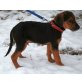 TEDDY, Mix Welpen - Rüde