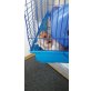 TEDDY, Teddyhamster