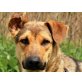 TEO, kuschelt und spielt gerne - Rüde