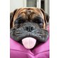 TEO - lieber Familienhund sucht sein Zuhause, Boxer - Rüde