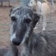 TERESA, Rauhaar Galga, kastriert, ca. 3 Jahre - Hündin
