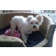 TEREZA, Bichon Malteser Mix - Hündin
