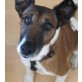 TERRI - Pflegestelle Wien, anhänglicher Terrier-Mix - Rüde