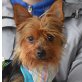 TERRY - Linares, Yorkshire-Terrier, kastriert - Rüde