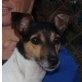 TESORO, Jack Russel / Bodeguero Andaluz - Rüde
