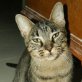TESSA, Europäische Kurzhaarkatze - Katze