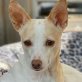 TESSA - Linares - kastriert, Jack-Russell-Terrier-/Minipodenco-Mix - Hündin