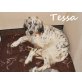 TESSA.. eine absolute Traumhündin!, English Setter - Hündin