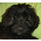 TESSI, Pflegestelle Nähe Wien, Terriermix Welpen - Hündin