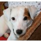 TESSI - Pflegestelle Niederösterreich, ruhige, ausgeglichene PARSON RUSSEL TERRIER - Hündin