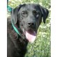THEO - Pflegestelle Niederösterreich, Labrador - Mix - Rüde