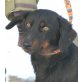 THILO, Pflegestelle Salzburg, Pinscher-Dackel-Mix - Rüde