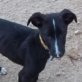 THOR, Galgo-Mix (?), geb. ca. August 2011  Welpen - Rüde