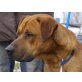 THOR,  Tosa Inu Mischling  - Rüde