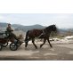THUNA, Ungar. Warmblut - Stute