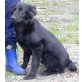 THUNDER sucht Pflege- oder Fixplatz, Flat Coated/Retrievermix - Rüde