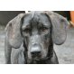 TIAGO, perfekter Labradormix f.die Familie - Rüde
