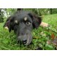 TIBOR, Australien Shepard-Gelbbacken-Mix - Rüde
