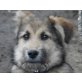 TIBY, ausgesetztes Wollknäuel /SchnauzerMischling Welpen - Rüde
