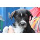 TICCO, Terriermix,Pflegestelle Wien Welpen - Rüde