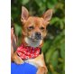 TICO, Chihuahua-Mops-Mischling, kastriert - Rüde