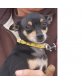 TICO, Zwergpinscher - Rüde