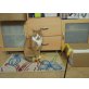 TIFFANY WIRD VERMISST!!!, Tierschutz - Katze