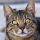 TIGER ... DER LIEBSTE KATER IM TIERHEIM! - Kater