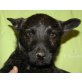TIGGI, Pflegestelle Wien, Terriermix Welpen - Hündin