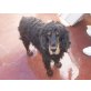 TIGRE.. traumhaft hübscher Cockerbub!, Cocker Spaniel - Rüde