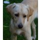 TIKO  Chevy, Pflegestelle Wien, IM STICH GELASSEN!!! Freudlicher Labrador-Mix - Rüde