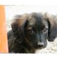 TILDA zauberhaftes Welpenmädchen, Berner Sennen - Border Collie Mix Welpen - Hündin