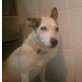 TILLA - Pflegestelle Österreich, Jack-Russelterrier-Mix - Hündin
