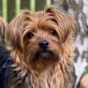 TILLI - Linares, Yorkshire-Terrier-Mischling, kastriert - Rüde