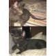 TILLY & SILLY , Tierschutz - Katze
