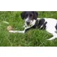TIM, Jack Russel Mix Welpen - Rüde