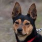 TIMBER - Linares, Pinscher-Mischling - kastriert - Rüde